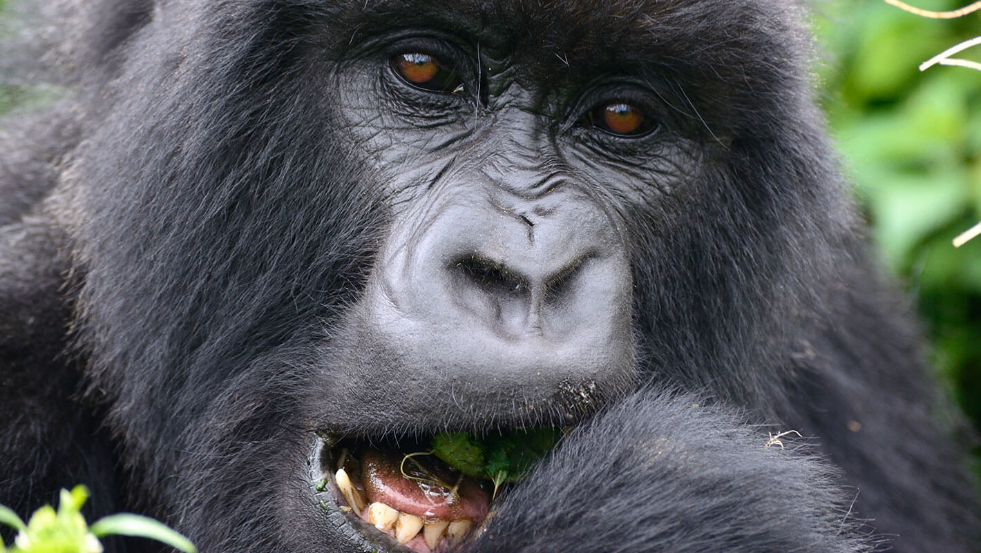 Great Apes Safaris