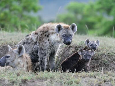 3 Nights Ngorongoro Crater And Serengeti Safari