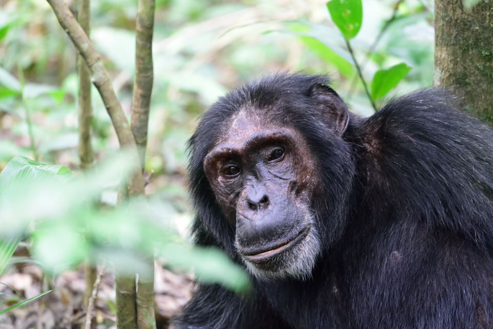 Sweetwaters Chimpanzee Sanctuary Day Tour
