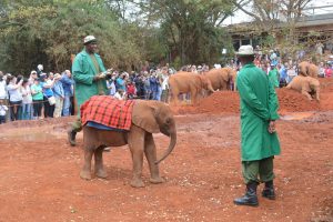 David Sheldrick Elephant Orphanage Tour