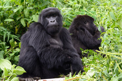 Bwindi Gorillas And Lake Mburo National Park Safari