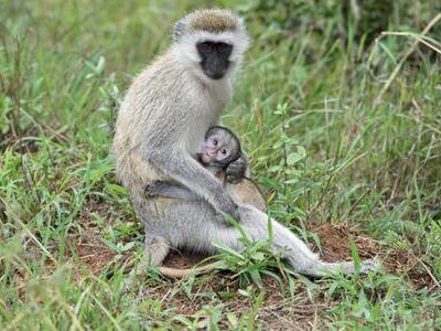Ngare Ndare Forest Day Tour