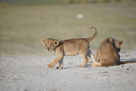 African Safari