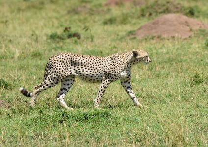 Best Of Kenya Wildlife Safari