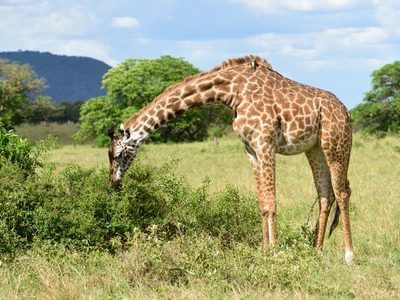 Tour dates: Daily Departures Available Group Size: 6 guests Tour Status: Spaces Available Tour Price: Starting from 145 US Dollars per person Booking Deposit: 100 US Dollars