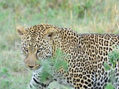 2 Nights Samburu And Buffalo Springs National Reserves Safari
