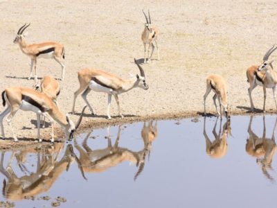 3 Nights Lake Nakuru National Park, Samburu National Reserve And Buffalo Springs National Reserve Safari