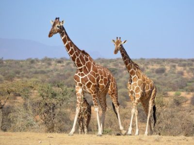 2 Nights Samburu And Buffalo Springs National Reserves Safari