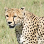 Kenya Conservation Safari