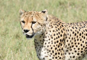 Kenya Conservation Safari