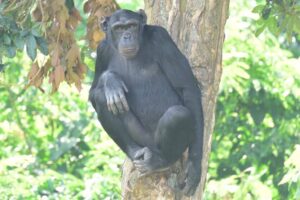 DSC_8159 Ngamba Island Chimpanzees Day Tour