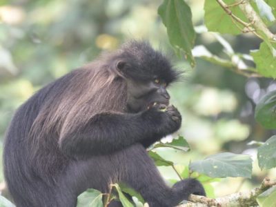Kibale Chimpanzees And Queen Elizabeth National Park Safari