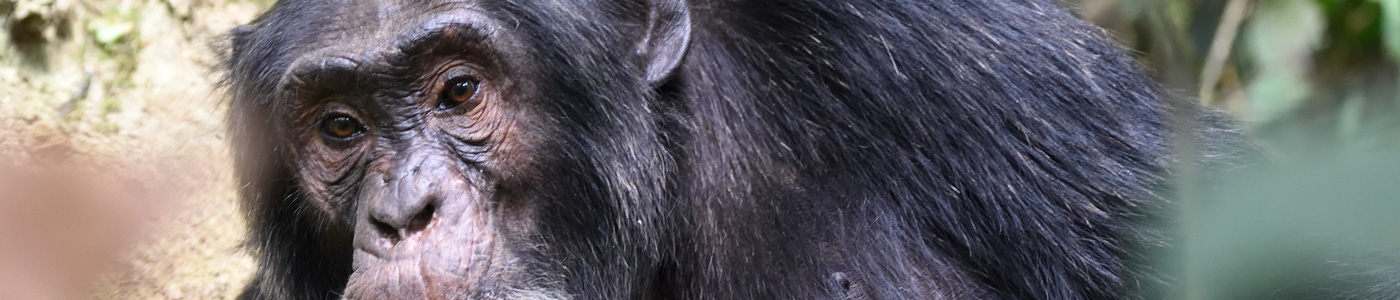 Uganda Primates and Big Game Safari