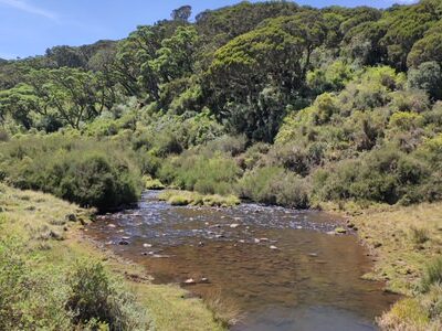 Aberdare National Park Day Tour