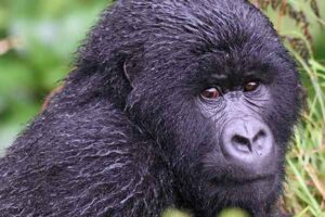 uganda-chimpazee Bovid Africa Safaris